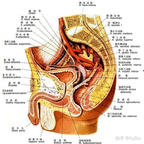 成人尿道改造视频播放,技术革新与康复之路
