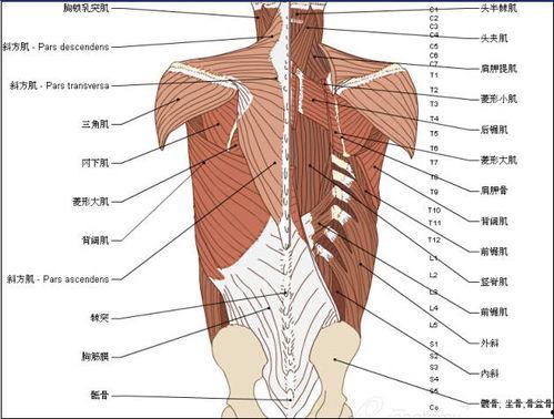 成人脊柱分析图解视频,图解视频精华概述